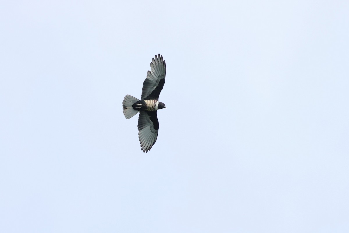 Black Baza - ML644342929