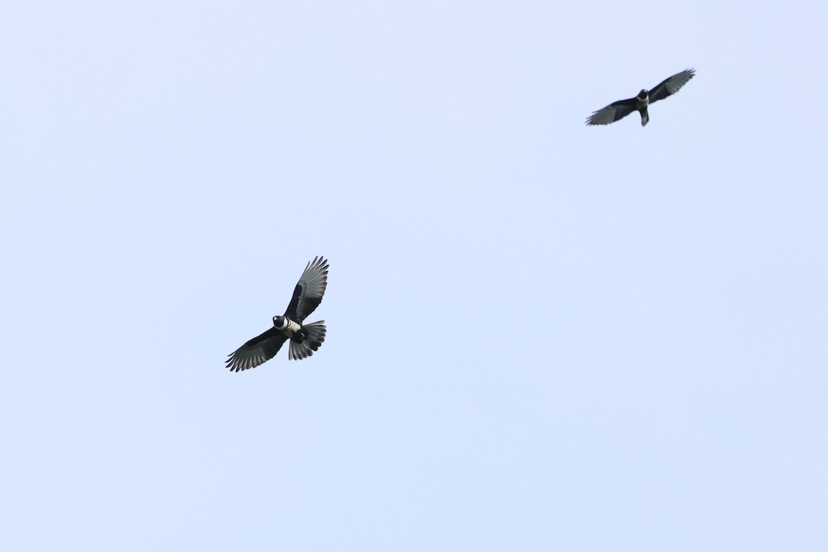 Black Baza - ML644342930