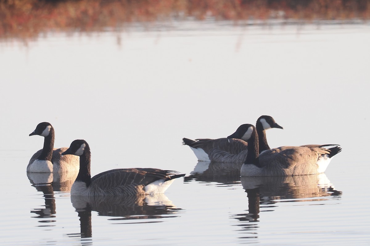Канад галуу - ML644342932