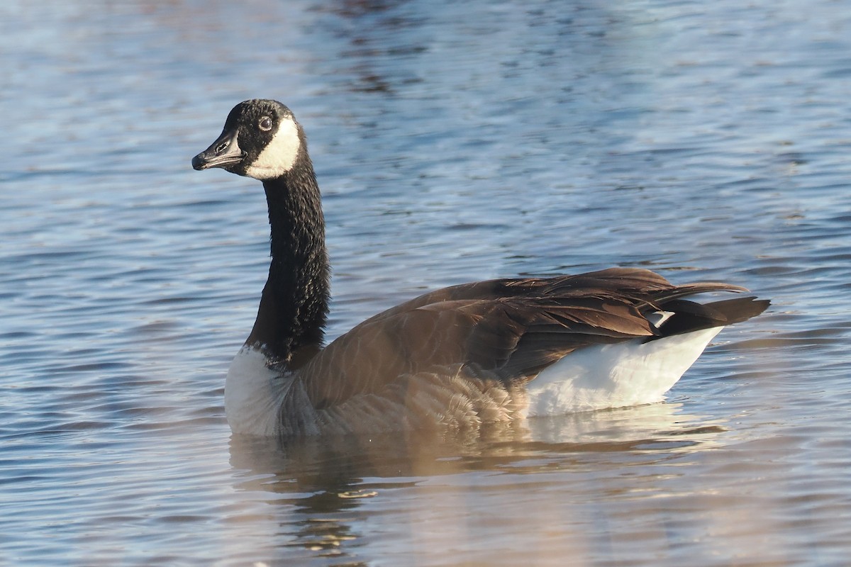Канад галуу - ML644342933