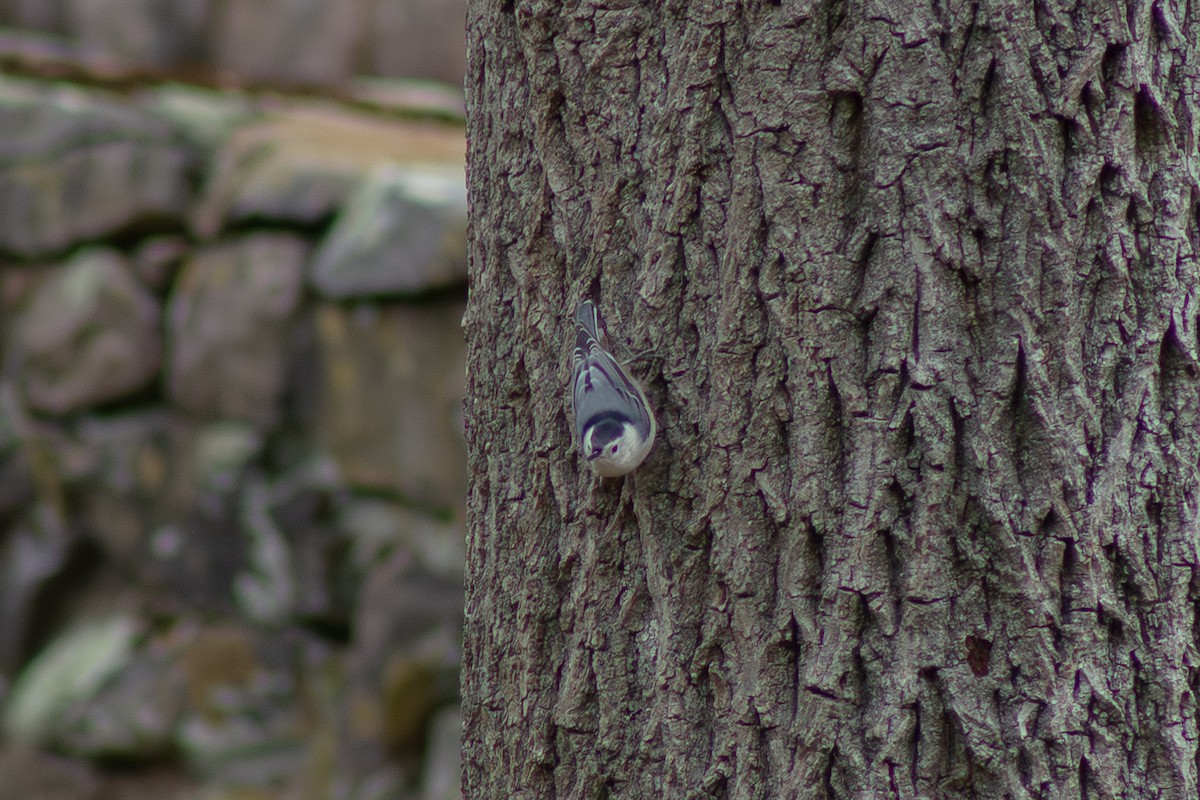 White-breasted Nuthatch - ML644342934
