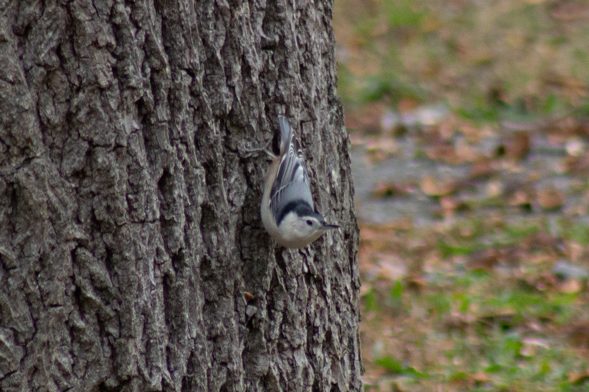 White-breasted Nuthatch - ML644342935