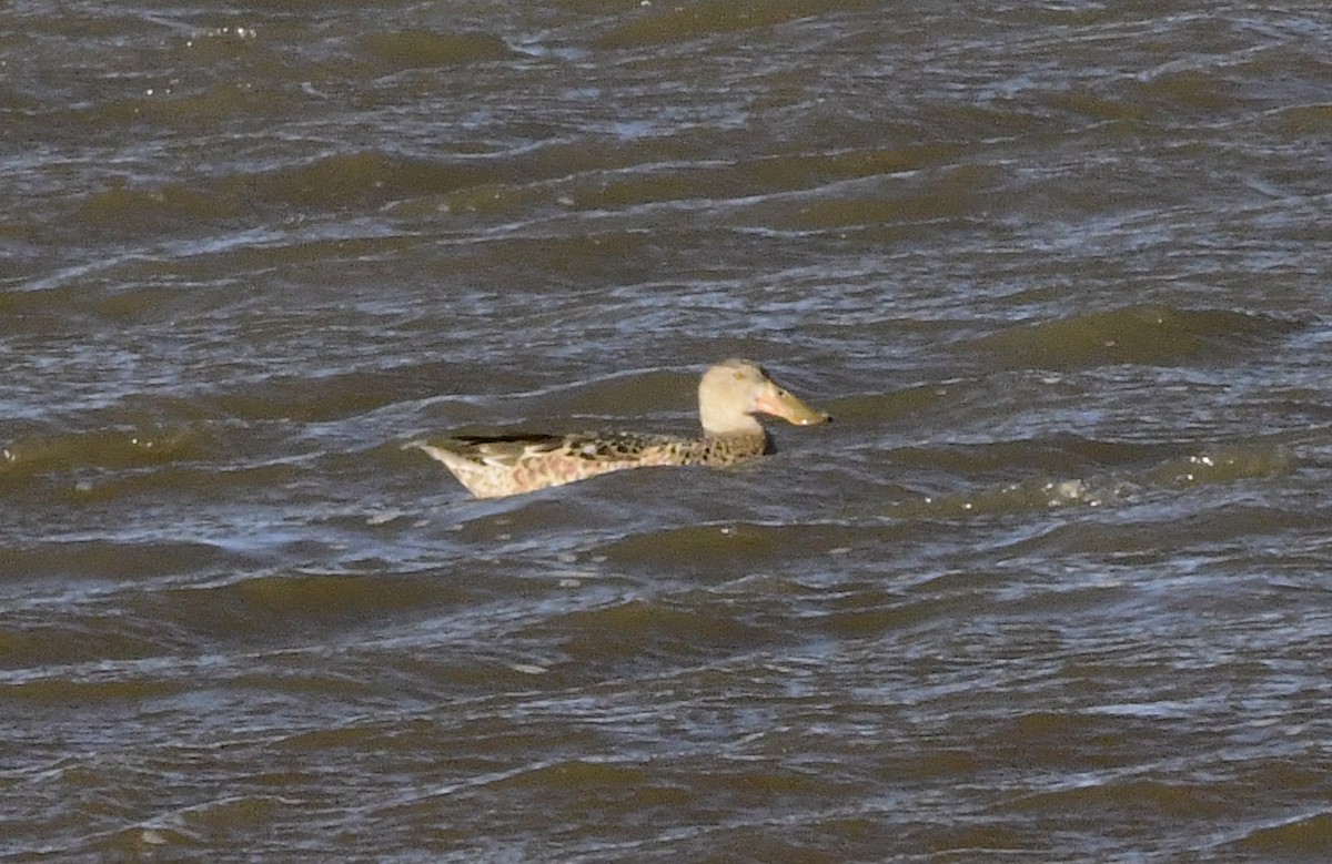 Халбага нугас - ML644342936