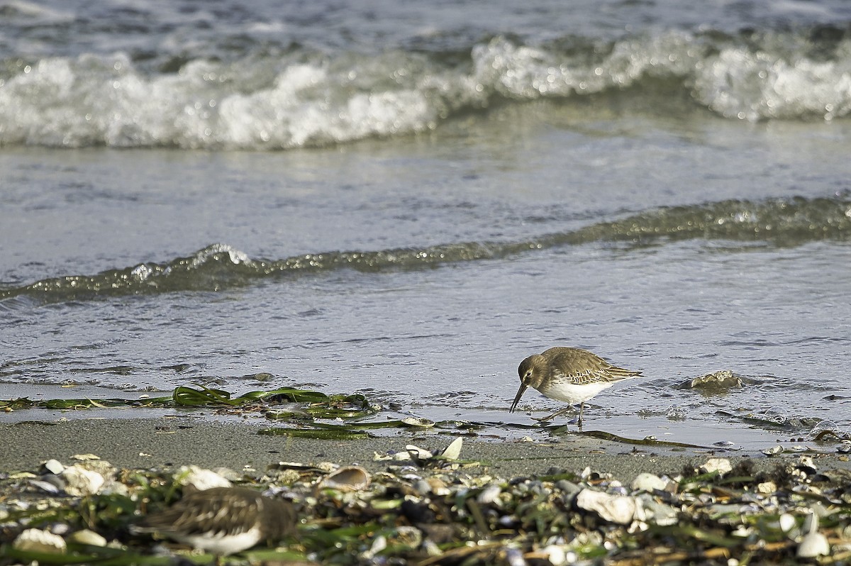 Хар элсэг - ML644342937