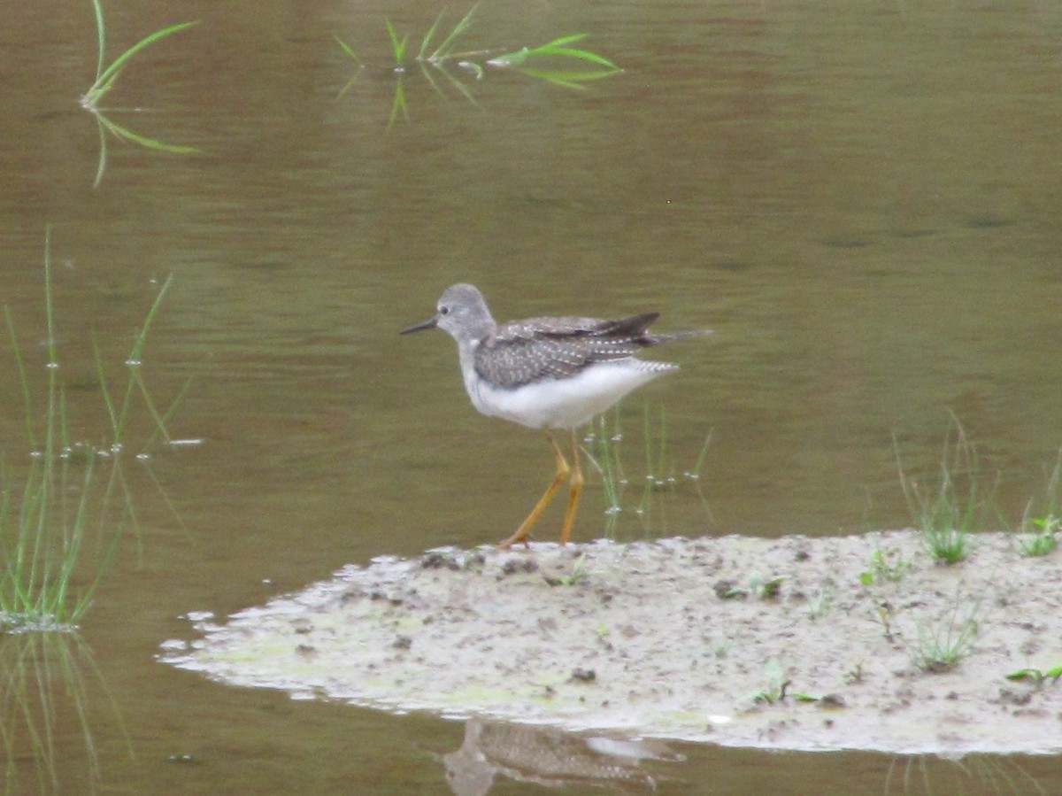 Lesser Yellowlegs - ML644342941