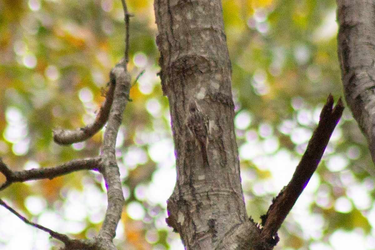 Brown Creeper - ML644342946