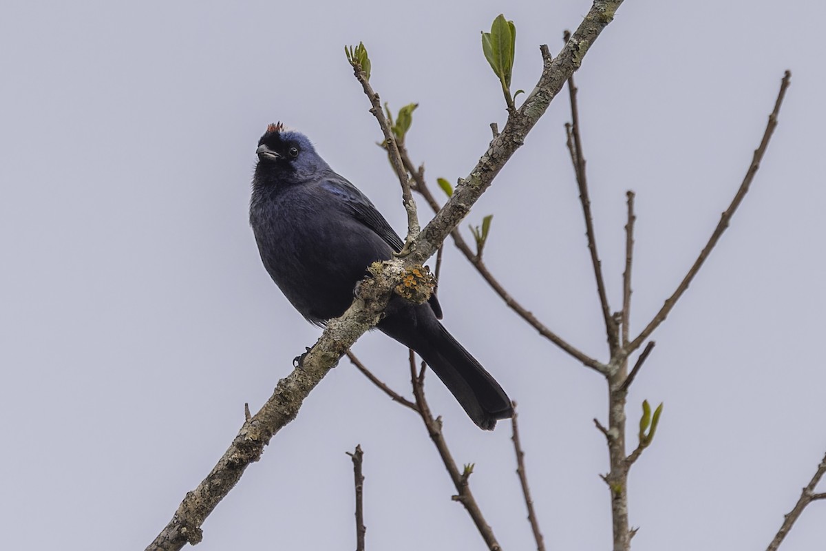Diademed Tanager - ML644342947