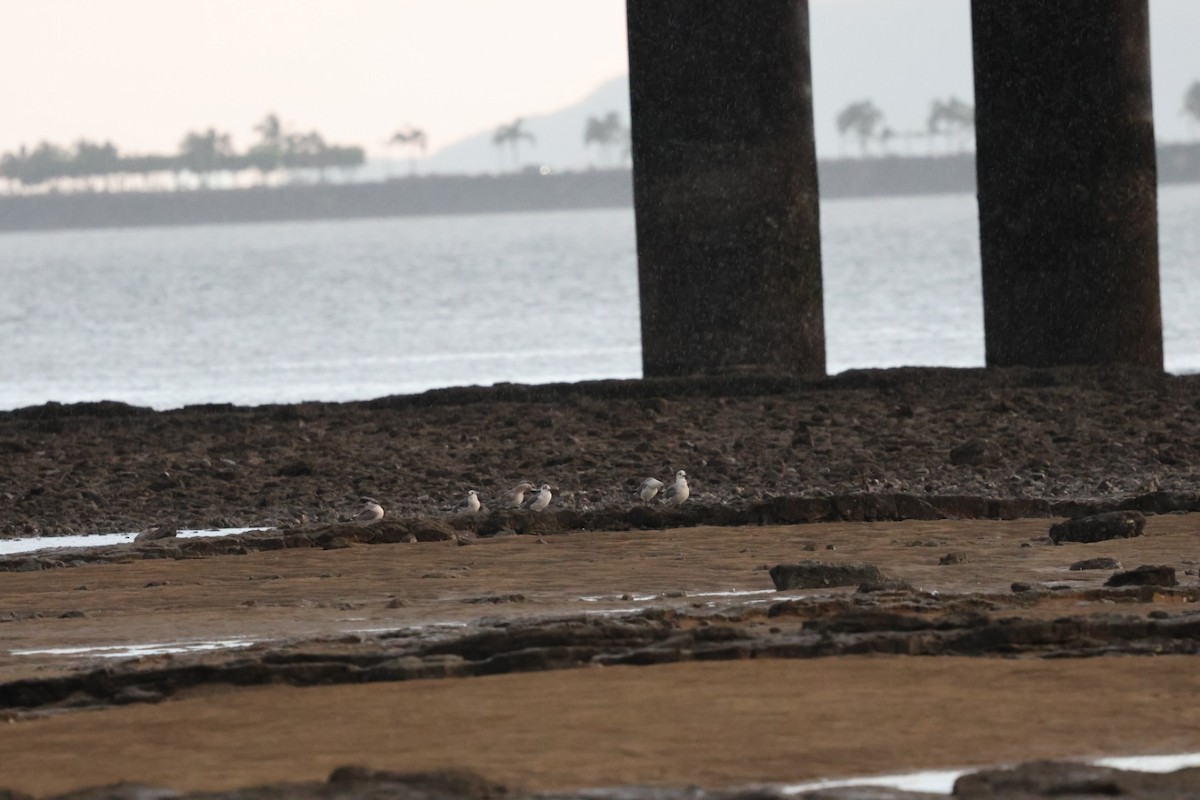 ワライカモメ - ML644342949