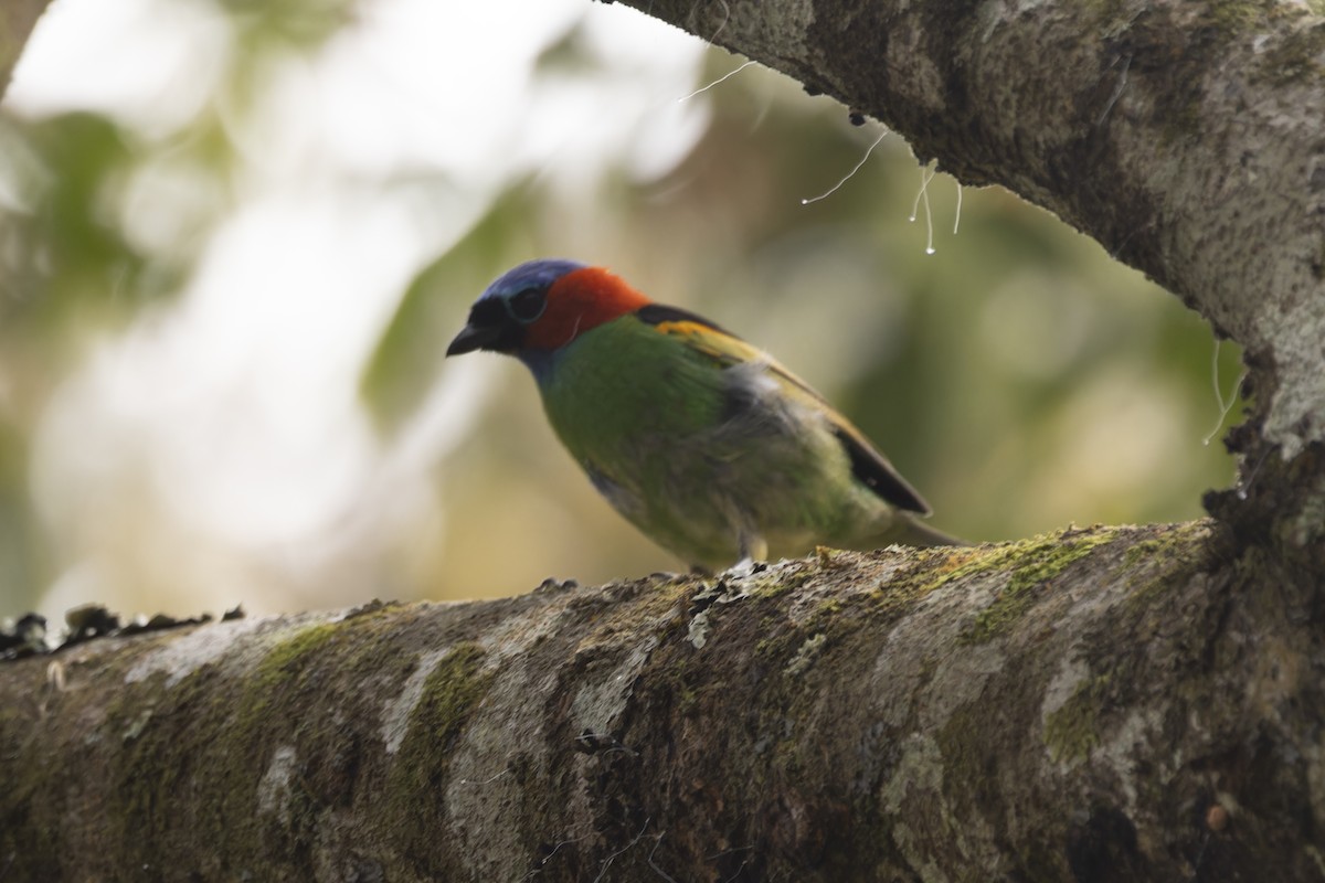 Tangara Militar - ML644342977