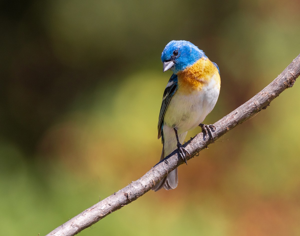 Lazuli Bunting - ML644342982