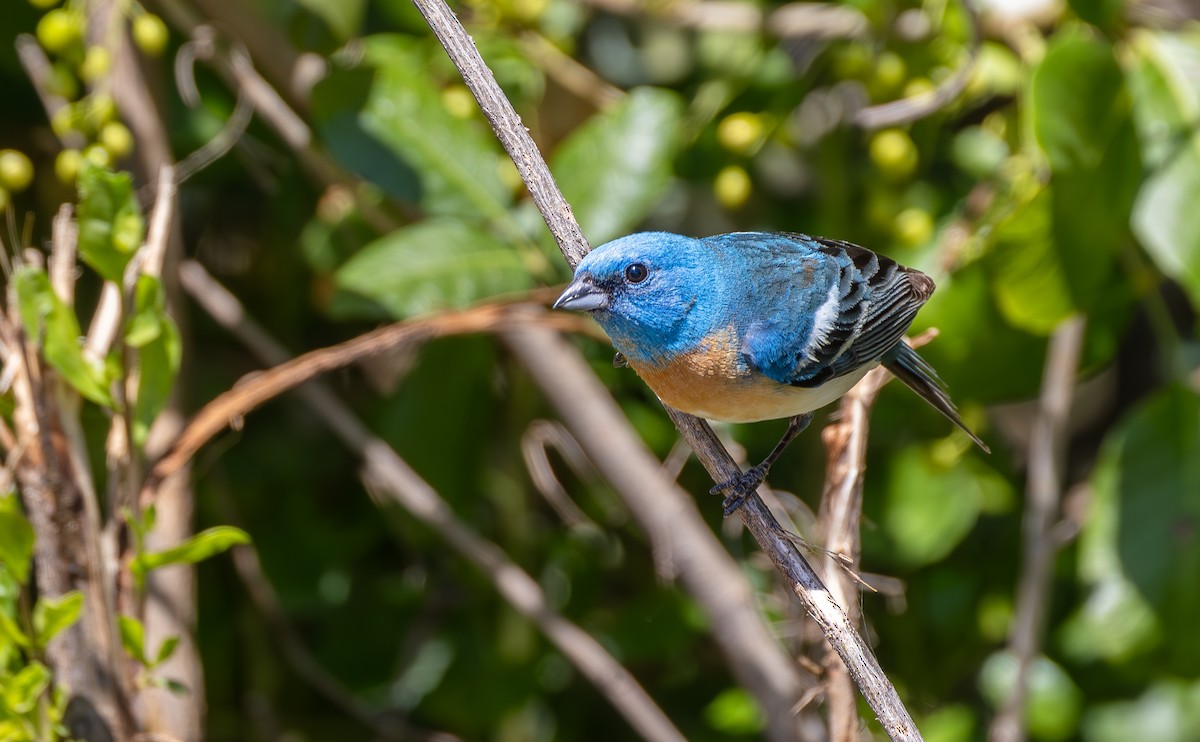 Lazuli Bunting - ML644342983