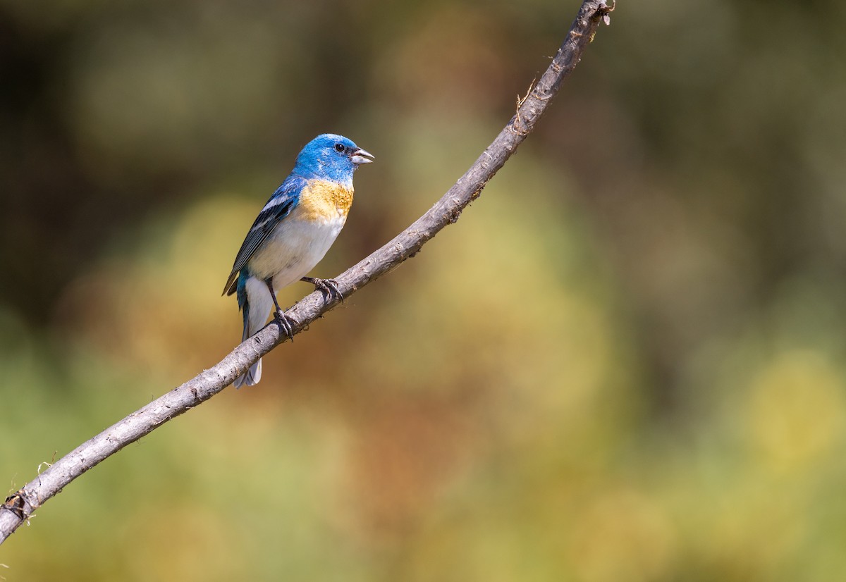 Lazuli Bunting - ML644342984