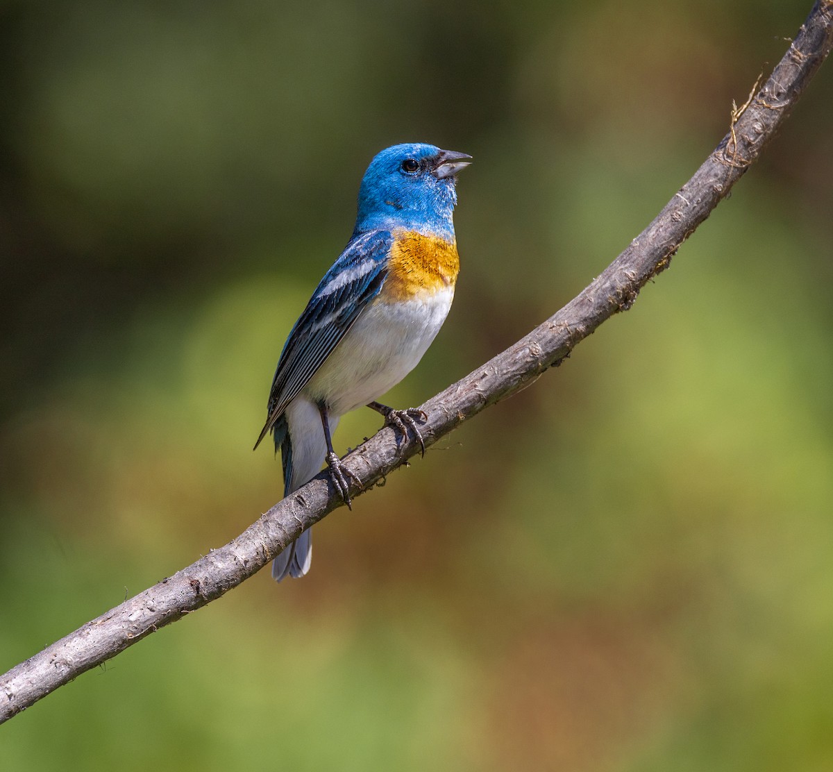 Lazuli Bunting - ML644342985