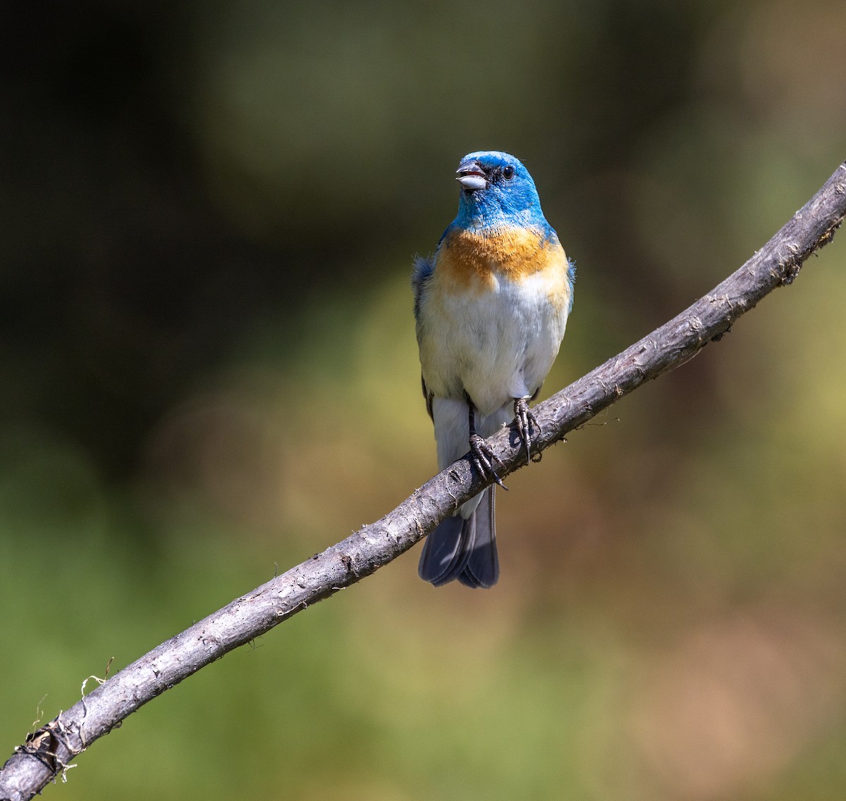 Lazuli Bunting - ML644342986