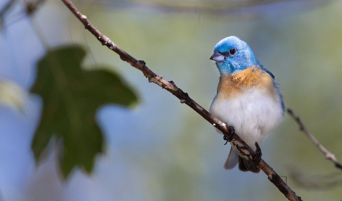 Lazuli Bunting - ML644342987