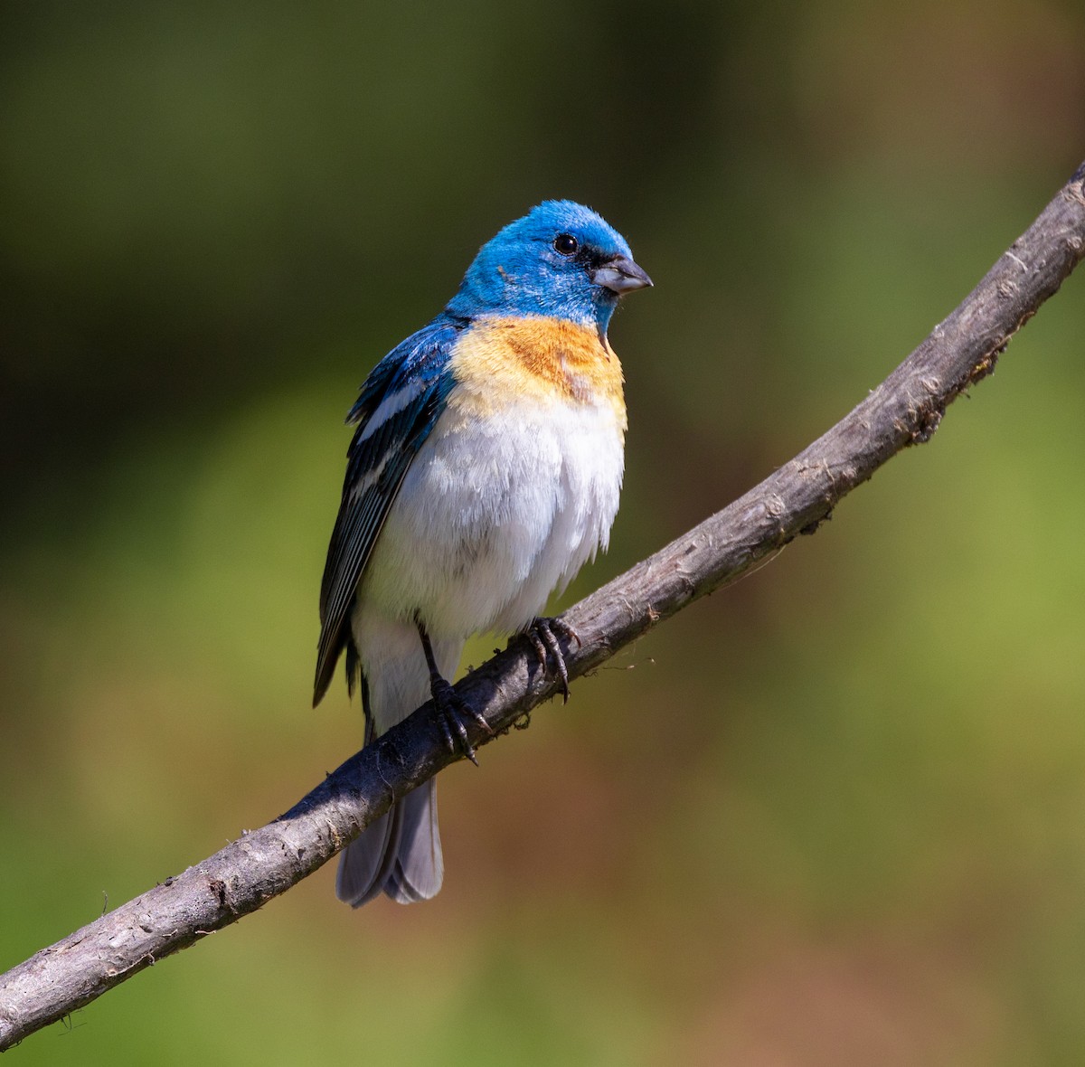 Lazuli Bunting - ML644342988