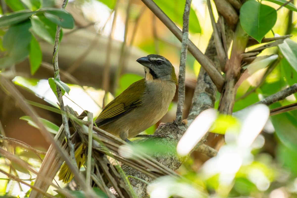 Buff-throated Saltator - ML644342992