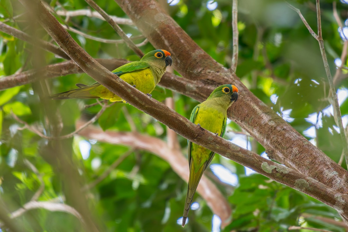 Peach-fronted Parakeet - ML644342993