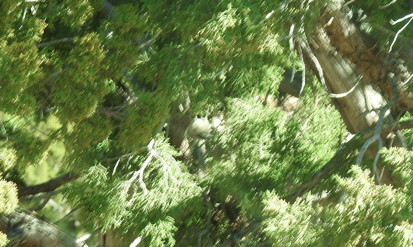 Mésange de Gambel - ML644342995