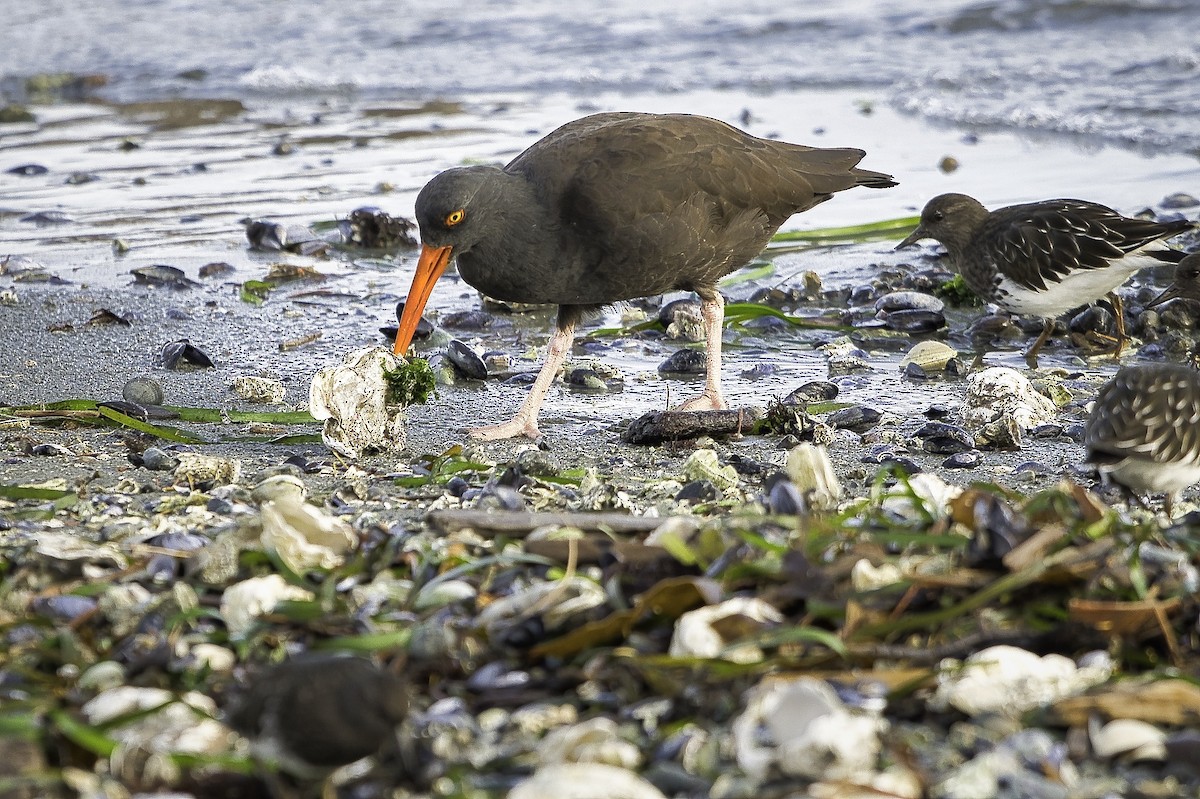 Black Oystercatcher - ML644343000