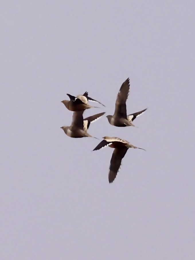 Chestnut-bellied Sandgrouse (Arabian) - ML644343004