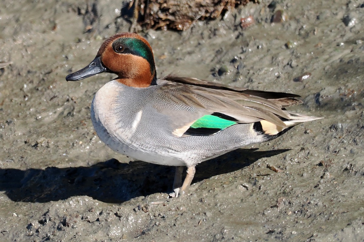 Sarcelle d'hiver - ML644343009