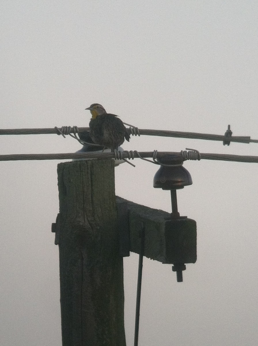 Sturnelle de l'Ouest - ML644343013