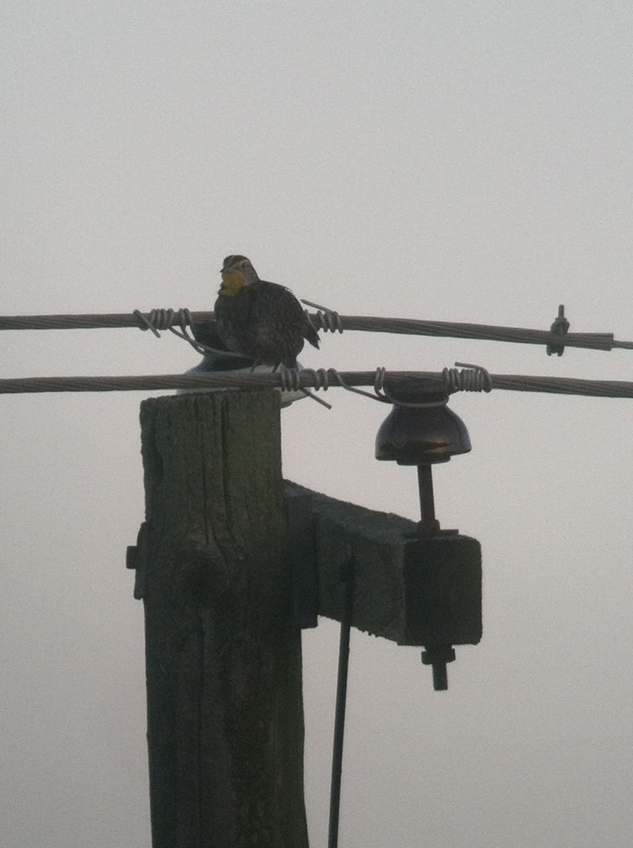 Sturnelle de l'Ouest - ML644343016