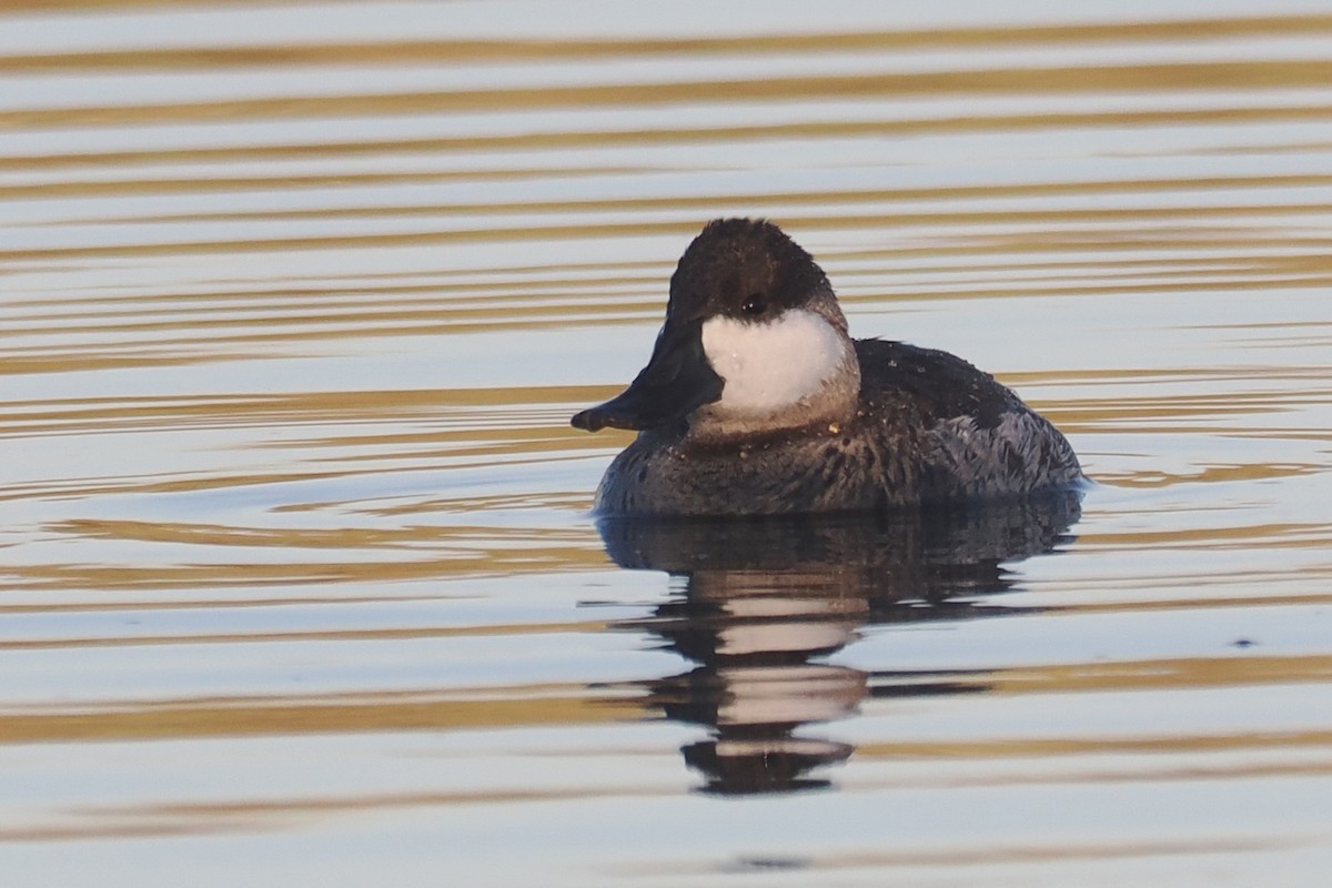 Érismature rousse - ML644343019
