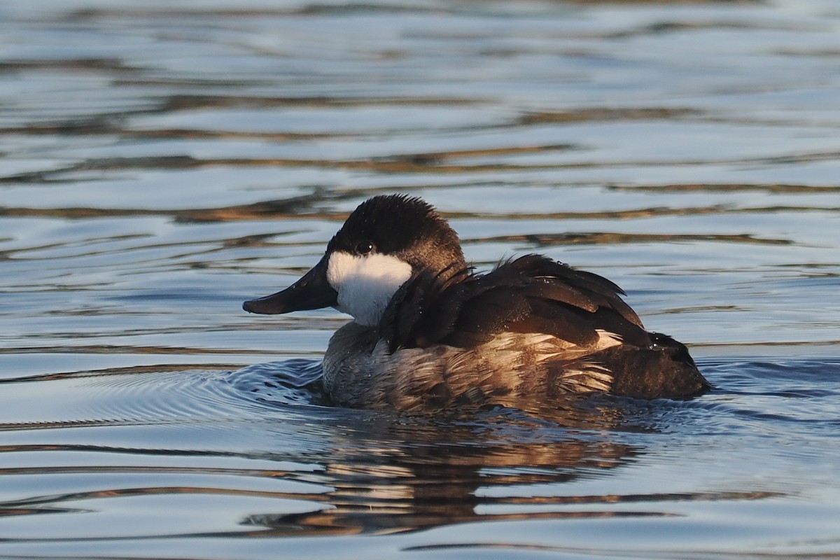Érismature rousse - ML644343020