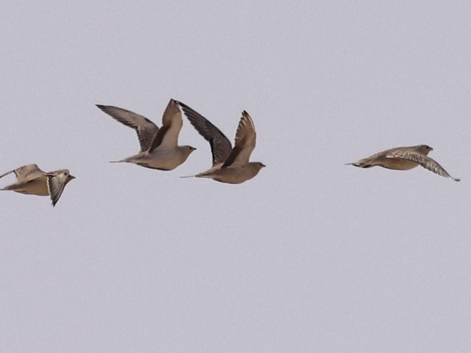 Ganga tacheté - ML644343021