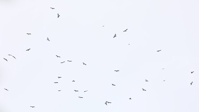 Black Baza - ML644343024