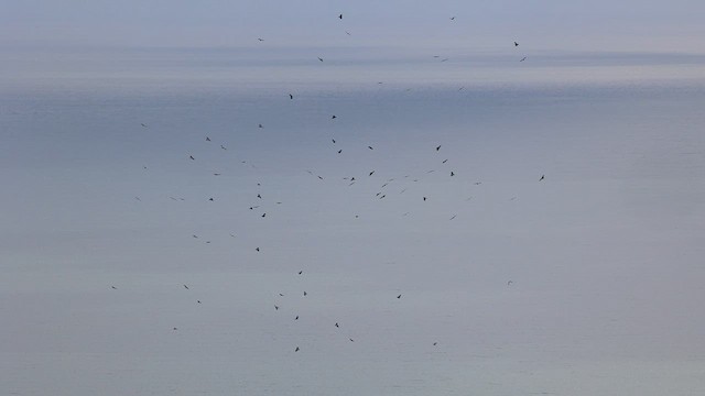 Black Baza - ML644343026