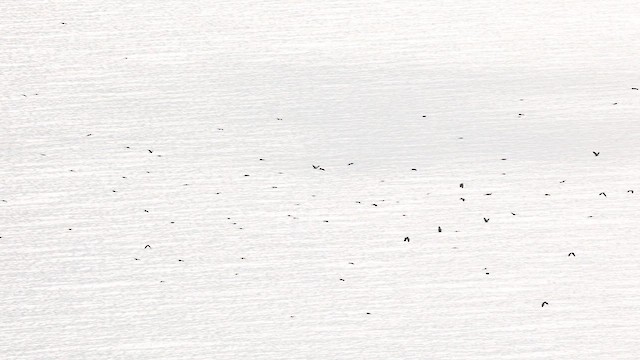 Black Baza - ML644343027