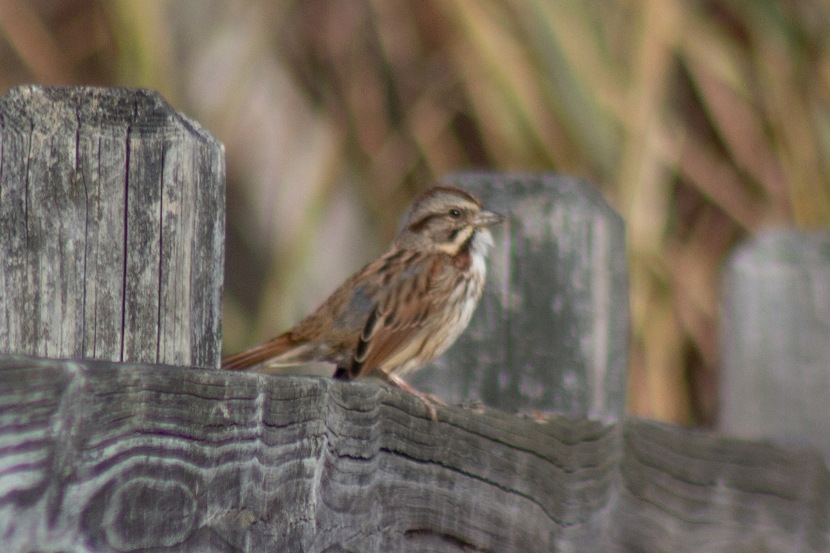 Bruant chanteur - ML644343028
