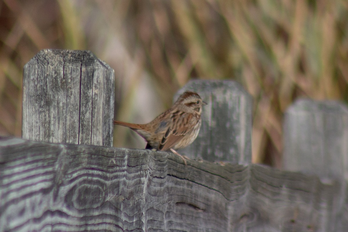 Bruant chanteur - ML644343029