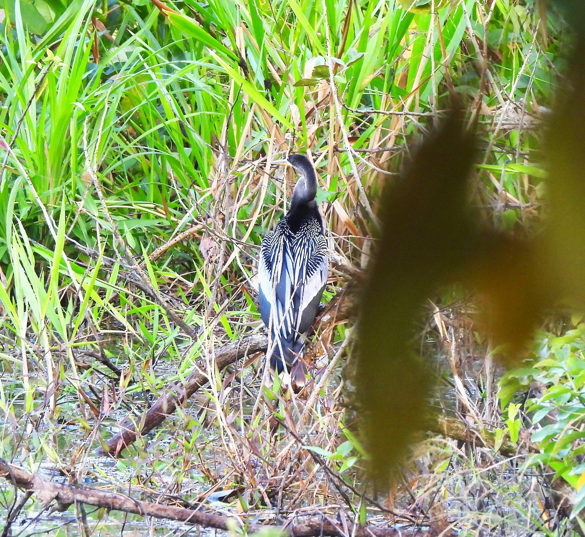 Anhinga d'Amérique - ML644343030
