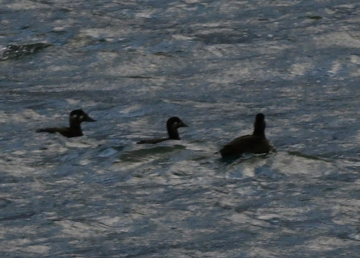 Macreuse à front blanc - ML644343033