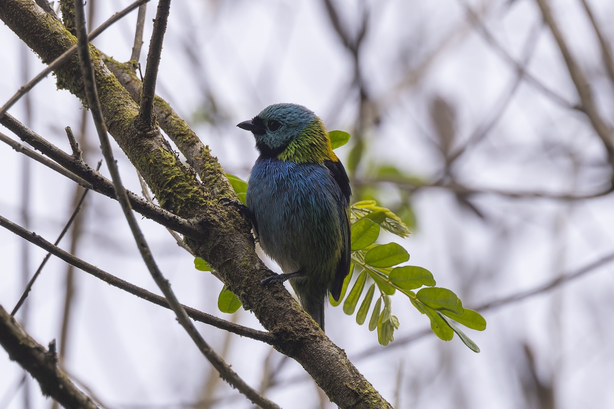 Calliste à tête verte - ML644343034