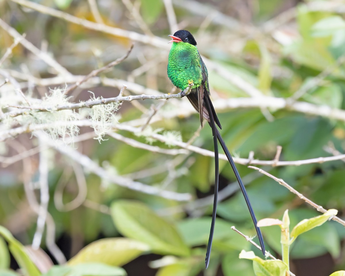 Colibri à tête noire - ML644343036