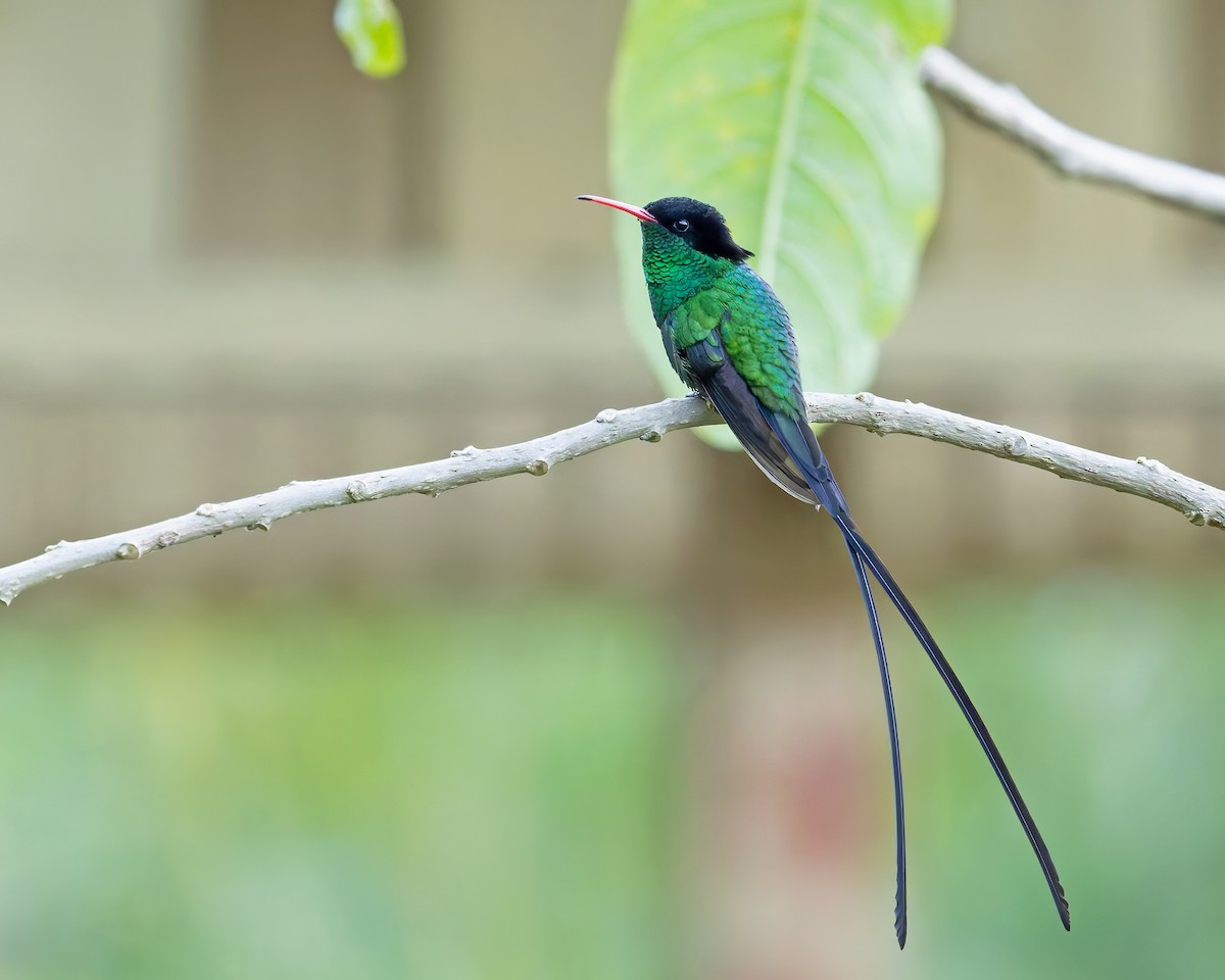 Colibri à tête noire - ML644343037