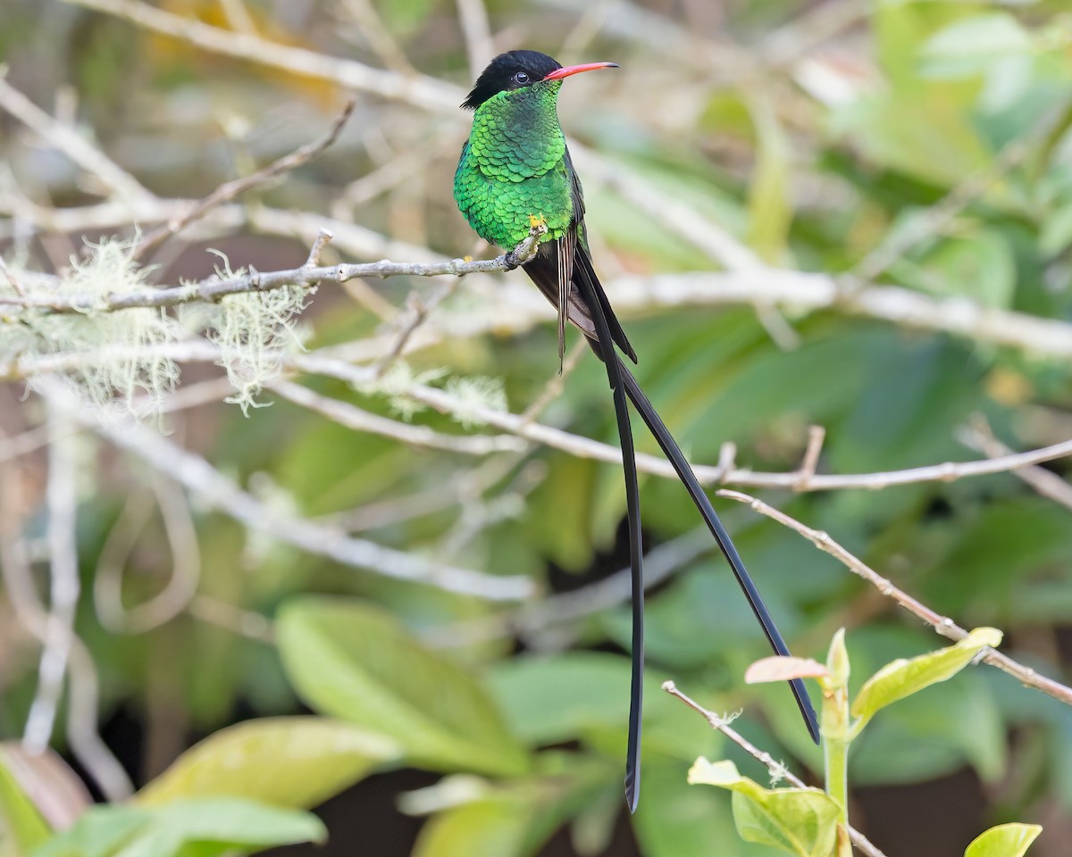 Colibri à tête noire - ML644343038