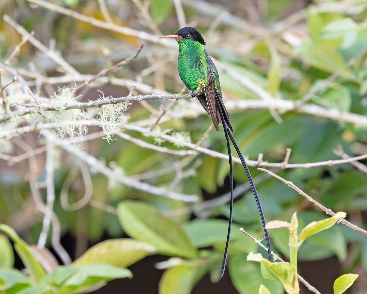 Colibri à tête noire - ML644343039