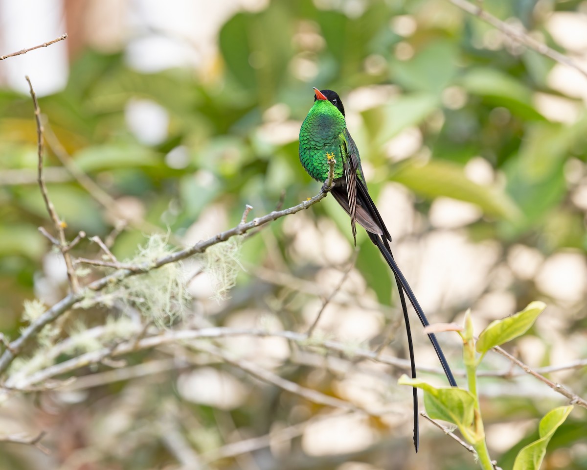 Colibri à tête noire - ML644343041