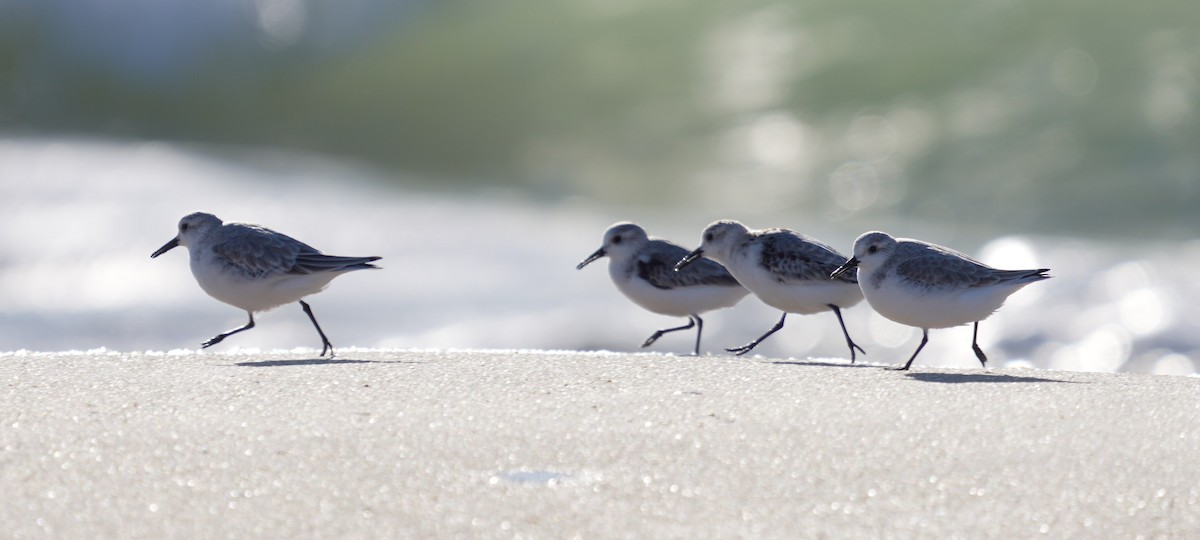 Bécasseau sanderling - ML644343042