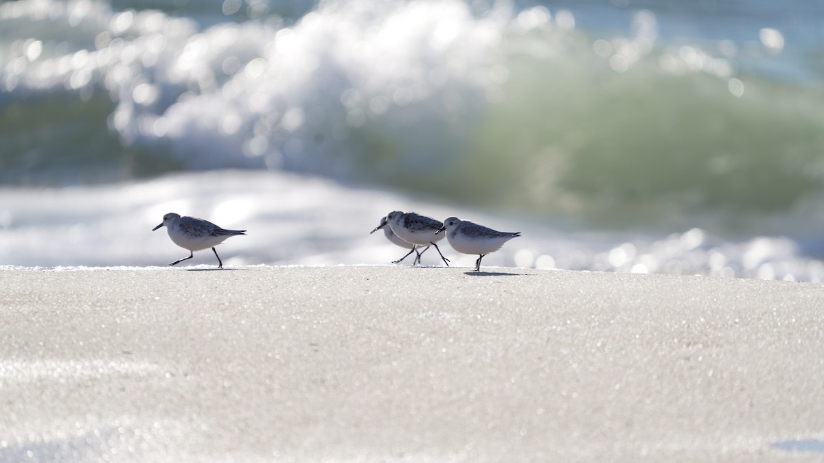 Bécasseau sanderling - ML644343043