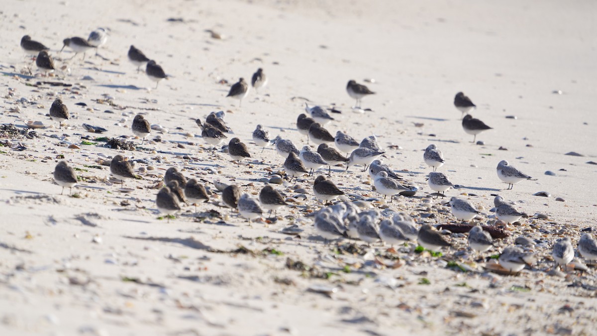 Bécasseau sanderling - ML644343044