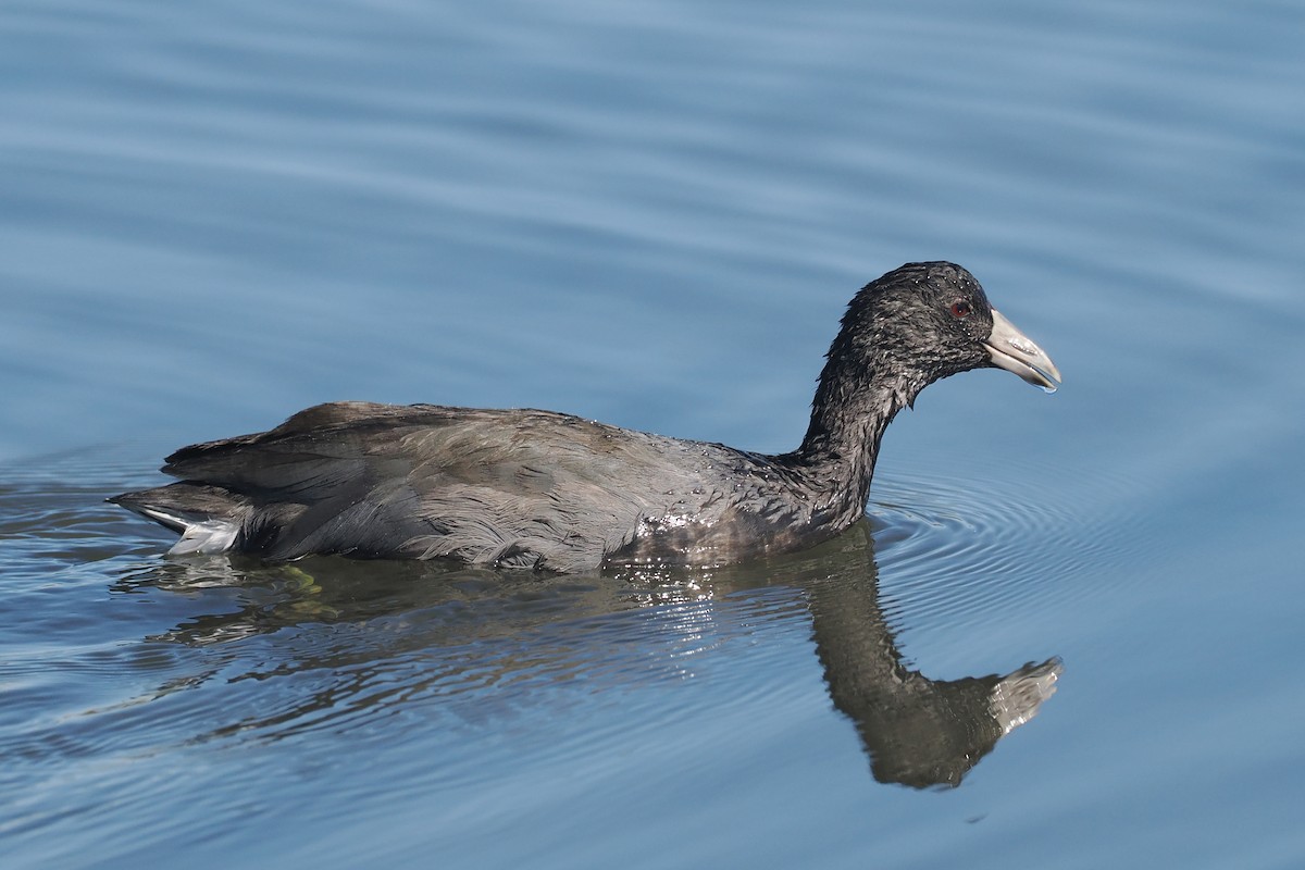 Foulque d'Amérique - ML644343045