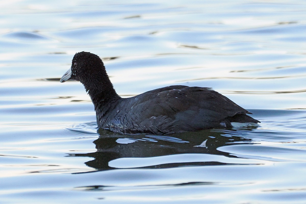 Foulque d'Amérique - ML644343046