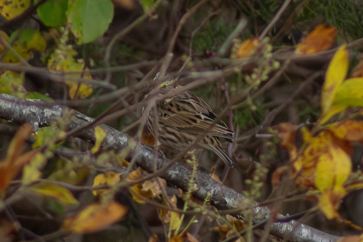 Bruant des prés - ML644343048